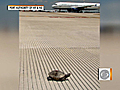 Turtles delay flights at JFK Airport