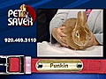 Pet Saver: Punkin the rabbit