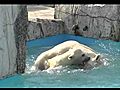 水遊びを楽しむホッキョクグマの親子~Polar Bear’s mother & baby