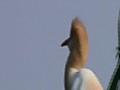A Cattle Egret Looks Across the Horizon - Gaining Perspective in Life?