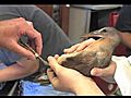 Clapper Rail Release