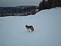 Ferocious Coyote Attack