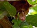 Tree kangaroos