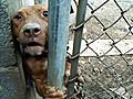 SPCA  dog raid
