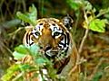 Animal carcass found in Panna tiger reserve