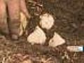 Gardening With Gutner: Planting Bulbs For Spring
