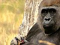 How zoos choose a new male gorilla