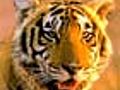 Shocking dip in tiger numbers: Census