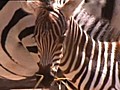 Four Day-Old Zebra