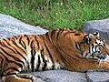 Siberian Tiger Alerted By Prey Stock Footage