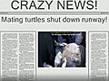 Mating Turtles Shut Down Runway at JFK