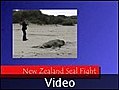 Seal fight! - Owaka, New Zealand