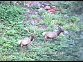 Successful Utah Archery Elk Hunt