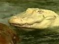 Albino Alligator