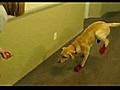 Dog Hates Wearing Shoes