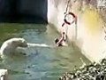 Polar Bear Attacks Woman At Zoo 04-11-2009