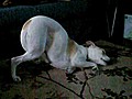 Dog’s Funny Sleeping Position