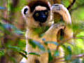 Dancing sifaka