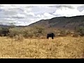 Two elephants in Ngorongoro,  november 2010