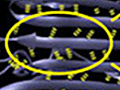 H-bond cooperation in proteins