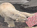 Polar Bear Gifts