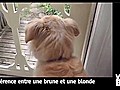 Vidéo Buzz: Une blague de blondes version chiens !