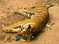 Did govt vehicle kill tigress in Bandhavgarh?