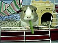 Guinea Pig Eats A Cucumber