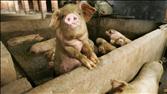 Asia Today: Pork’s Surge; China Property Limits
