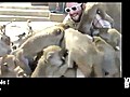 Vidéo Buzz: Donner à manger à des singes ? C’est l&#039;enfer !