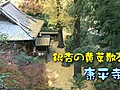 晩秋／銀杏の黄葉が散りゆく康平寺