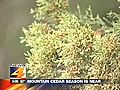 Mountain Cedar Season Beginning