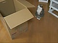 Maru the curious cat