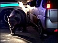 Wandering bear is shot in Slovakia