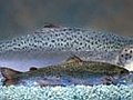 FDA Reviews Genetically Altered Salmon