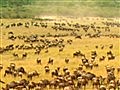 Great Migrations - Full Circle Wildebeest