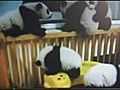 Panda scrambling internet hit