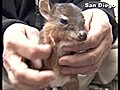 San Diego Zoo welcomes tiny antelope