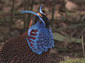 Tragopan display