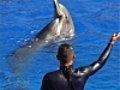 Le spectacle des dauphins du Marineland