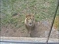 Lion Scares Adorable Kid