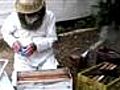 Moving a honey bee hive