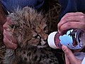 Cute Endangered Cubs Seized