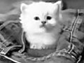 Birman Cat Pics in Bland and White Http://www.breedsofcats.info