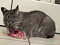 BOBCAT KITTENS Vs Rats/Chicks/Mice!