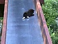 Tiny Kittens on a Slide