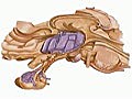 How the Body Works: Anatomy of the Hypothalamus