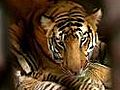 Save the tiger campaign: Away from the forest home