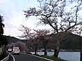 桜満開の海津大崎 10