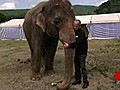 Zurich: un éléphant du Cirque Knie s’est offert une balade dans les rues de la ville